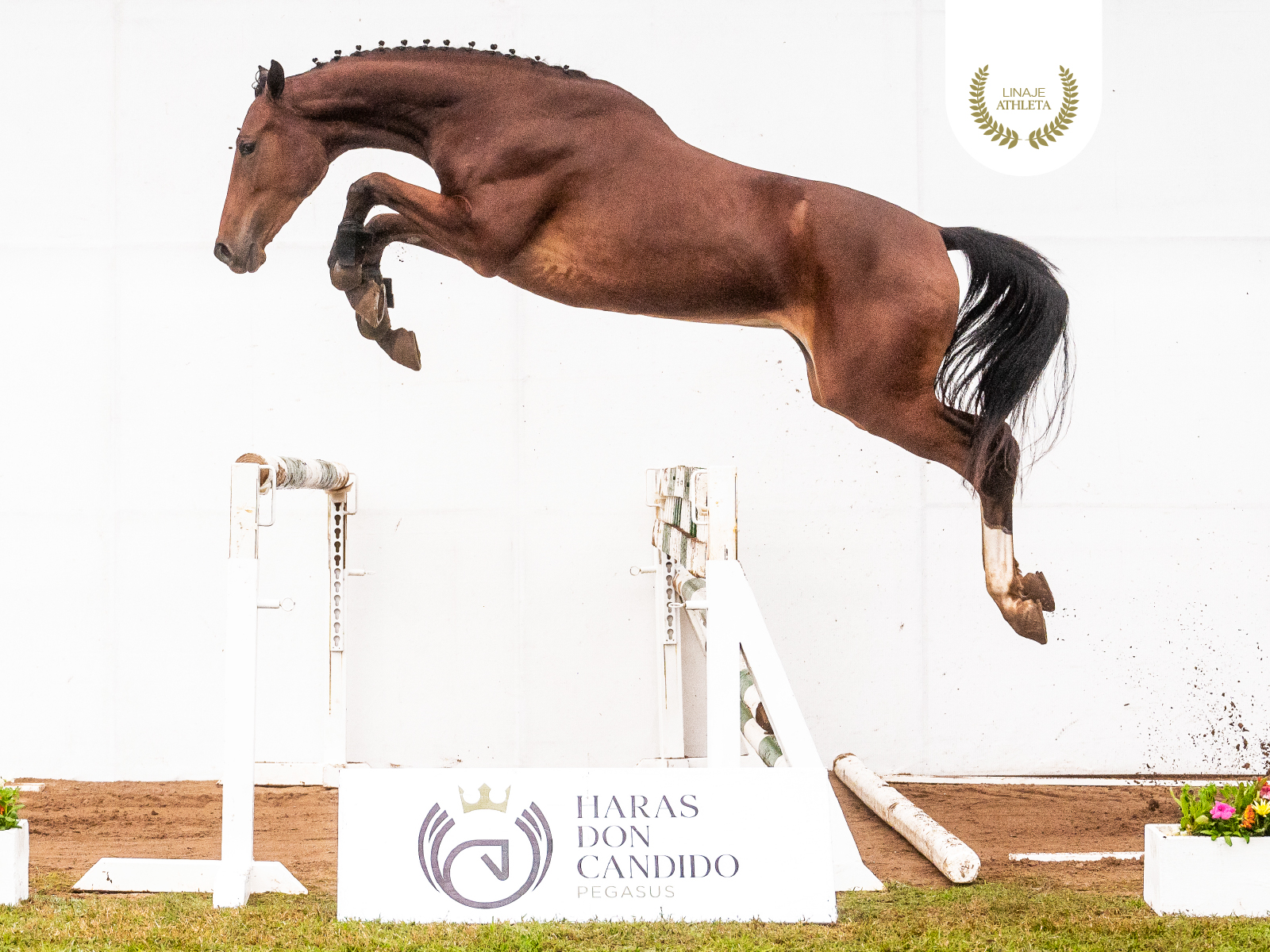 Pegasus Athlete